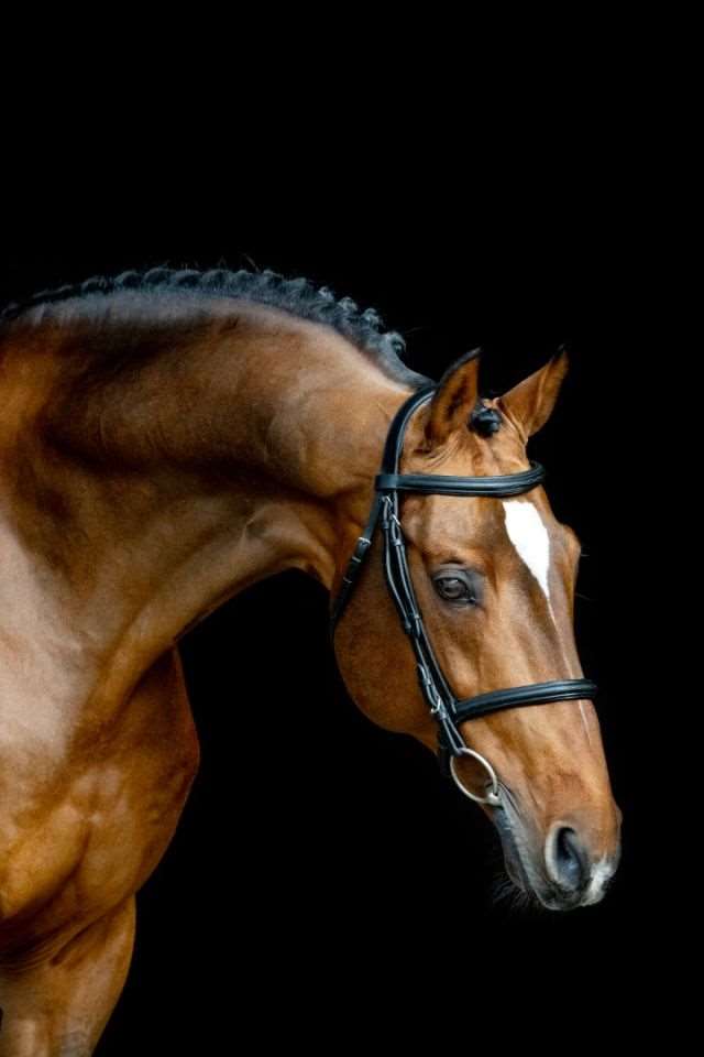 DIEU MERCI VAN T&L Z Stallion
